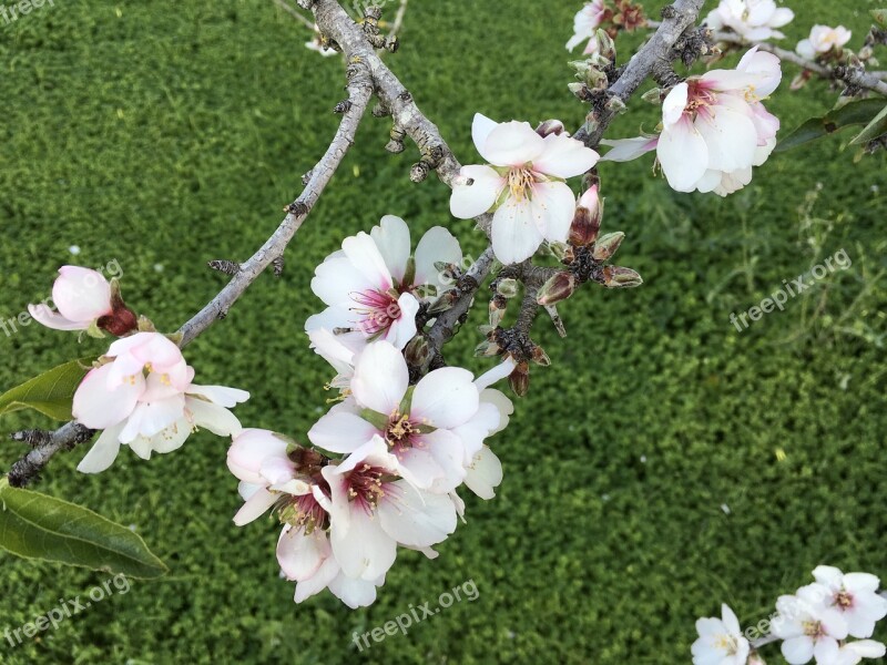 Almond Flower Floral Spring Pink