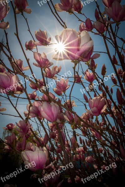 Spring Magnolia Flower Flower Flower Nature