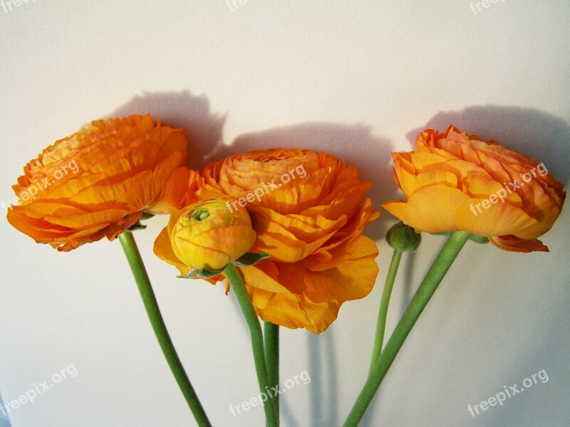 Flower Bouquet Orange Cut Flower Free Photos