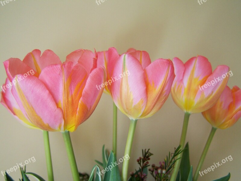 Tulip Bouquet Yellowish-pink Cut Flower Free Photos