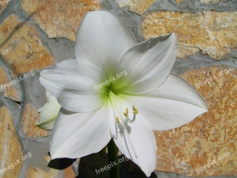 Amaryllis White Room Plant Free Photos