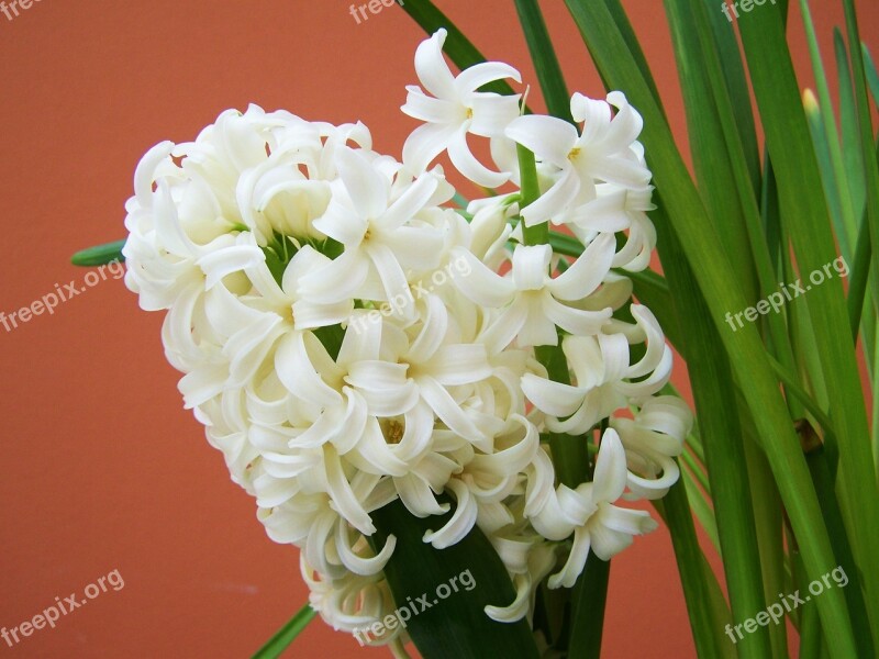 White Daffodil Spring Flower Bulbous Plant Free Photos