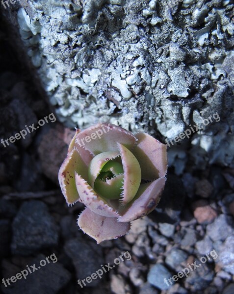 Succulent Canary Islands Fungus Rock Stone