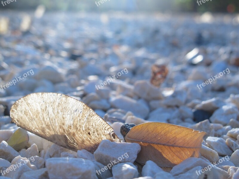 Leaf Skeleton White Stone Gravel Garden