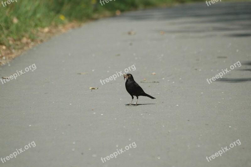 Blackbird Worm Eat Songbird Bird