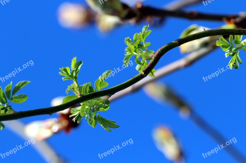 Spring Nature Bloom Plant Young Drove