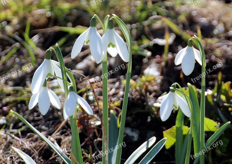 Flower Snowdrop Galanthus White Green Spring