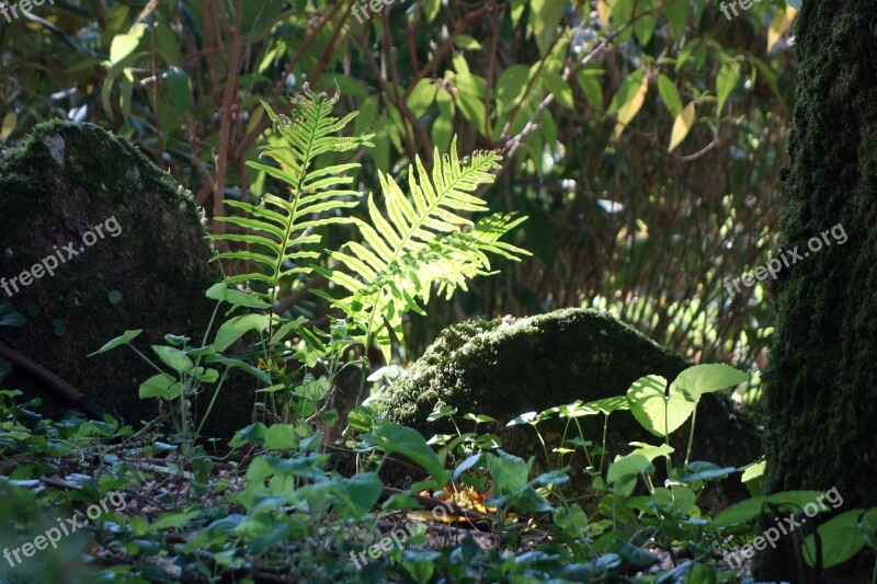 Grass Ferns Forest Foliage Trees