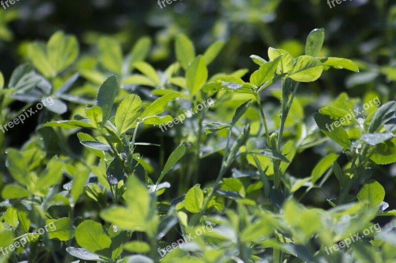 Alfalfa Forage Leaf Crop Plant