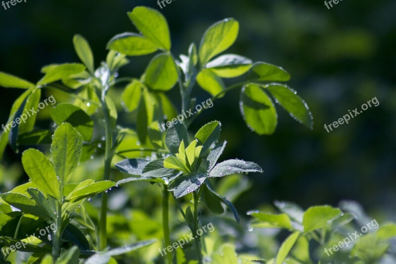 Alfalfa Forage Leaf Crop Plant