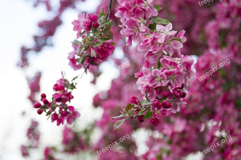 Flowers Blossoms Spring Nature Floral