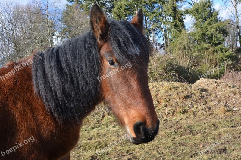 Horse Brown Equine Animal Pre