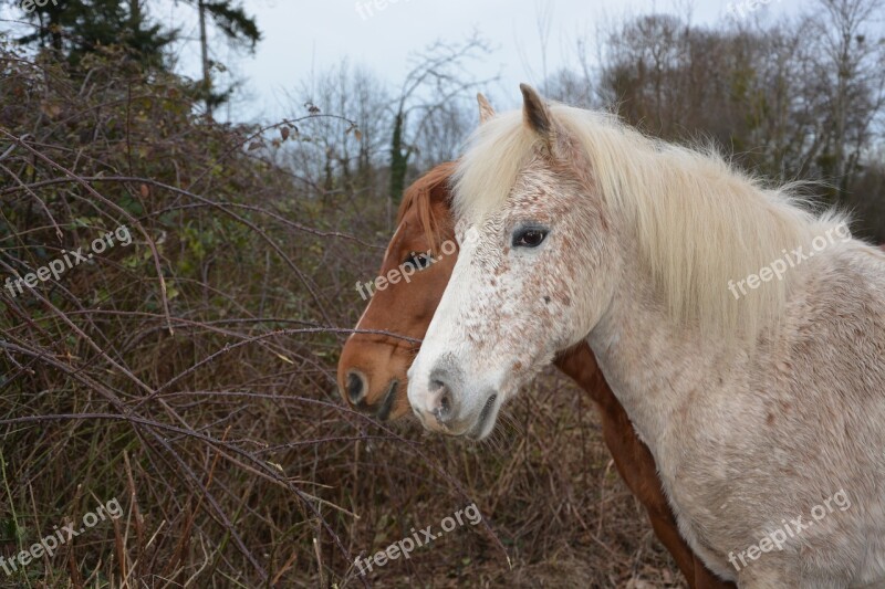 Horse Horses Equines Head Animal