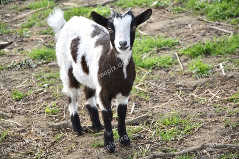 Goat Biquet Goat Baby Animal Free Photos