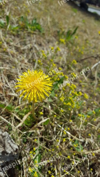 Dandelion Spring Flowers Life The Brightness