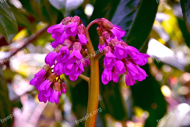 Spring Blossom Bloom Purple Close Up