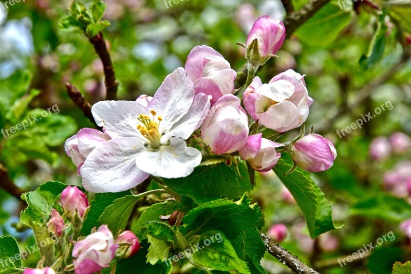 Spring Blossom Bloom Apple Blossom Full Bloom