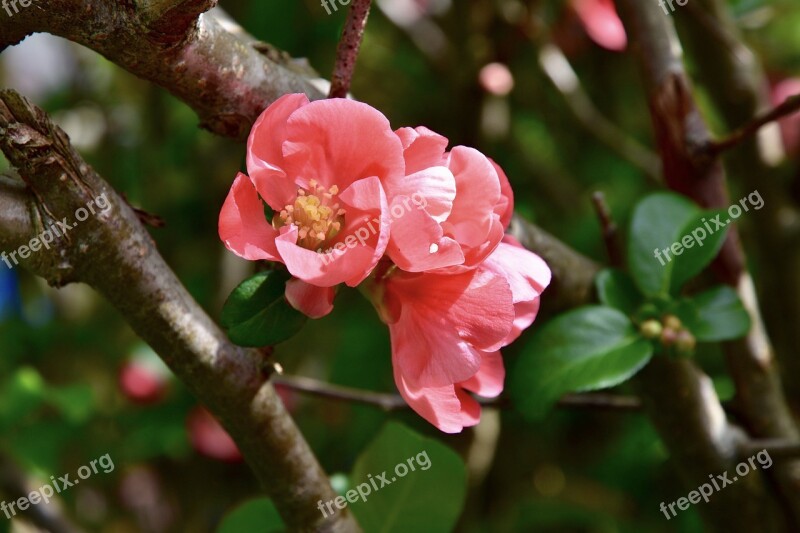 Flowers Pink Delicate Flower Pink Mallow Free Photos