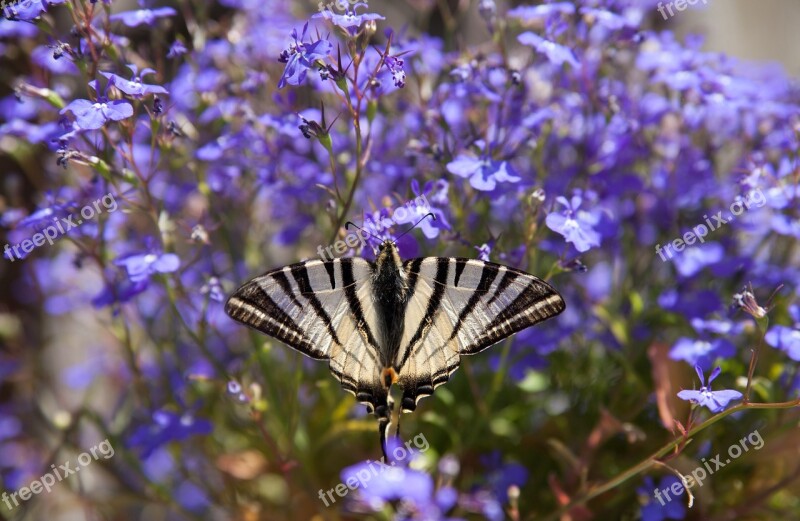 Animal Insect Butterfly Scarce Swallowtail Wing