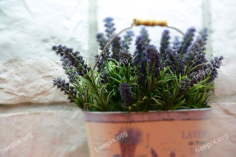 Lavender Mediteran Lavandula Herb Wellness