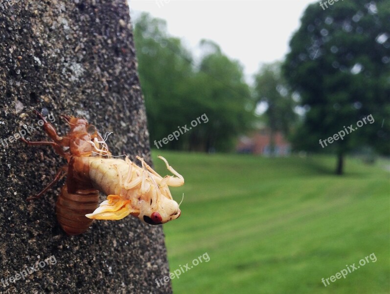 Cicada Molting Ecdysis Shell Magicicada