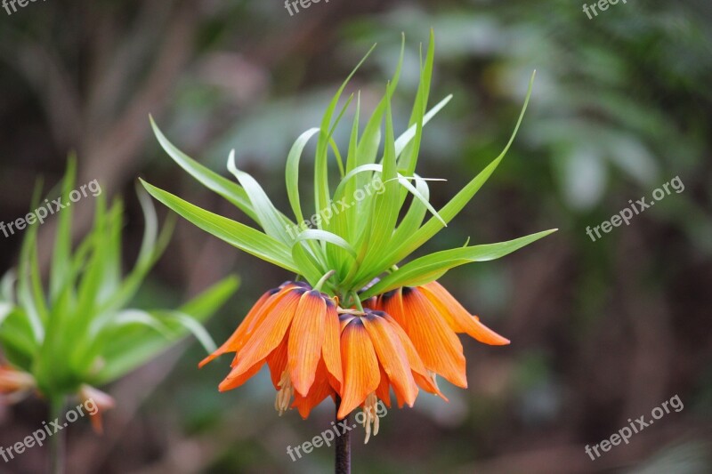 Imperial Crown Flower Spring Colorful Blossom