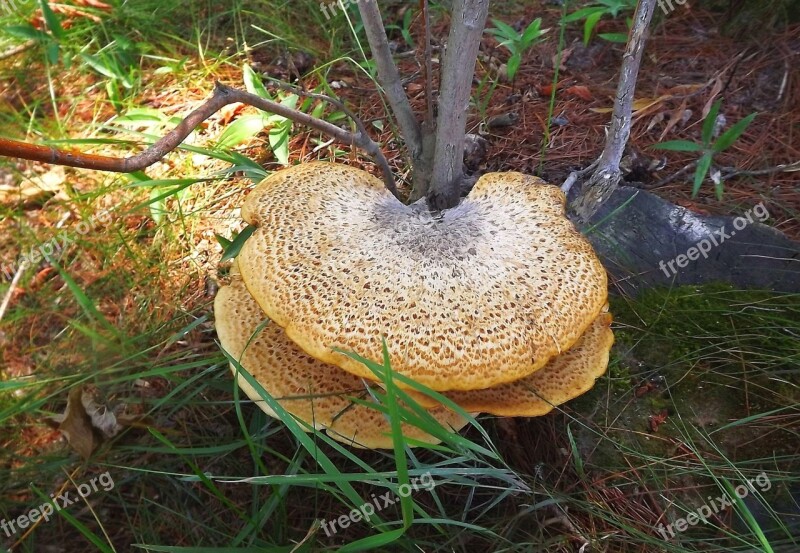 Tree Mushrooms Hub The Parasite Harmful