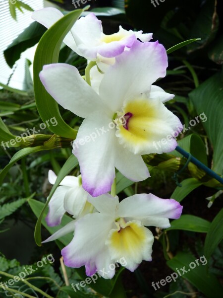 Orchid White Blossom Bloom Flower