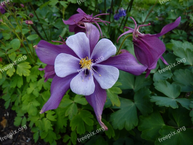 Columbine Flower Blossom Bloom Common Akelei