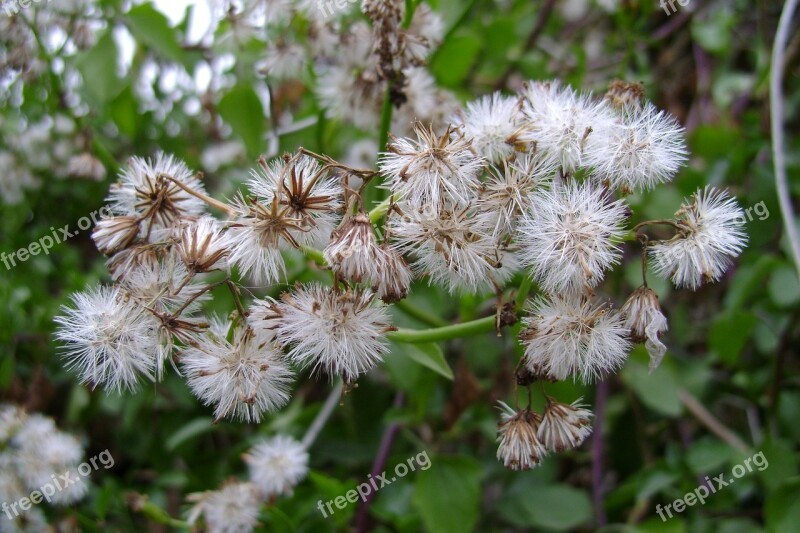 Inflorescence Plant Flora Pooh White