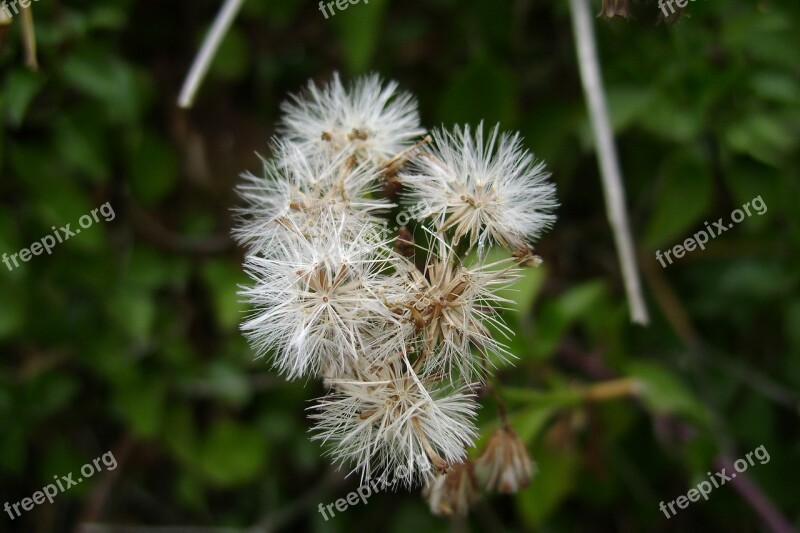 Inflorescence Plant Flora Pooh White