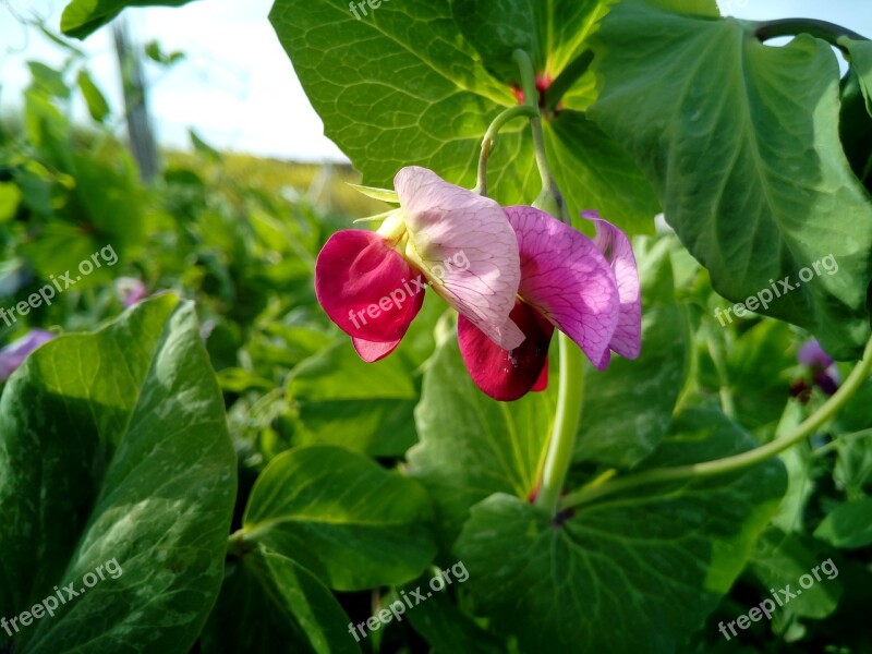 Pea Tirabeque Vegetable Orchard Legume