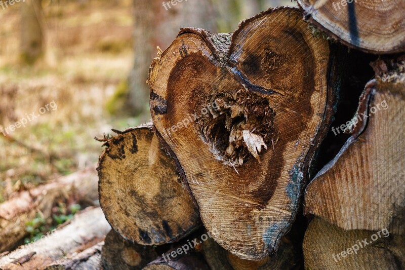 Forest Tree Landscape Nature Log