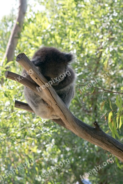 Koala Koala Bear Bear Sleeping Cute