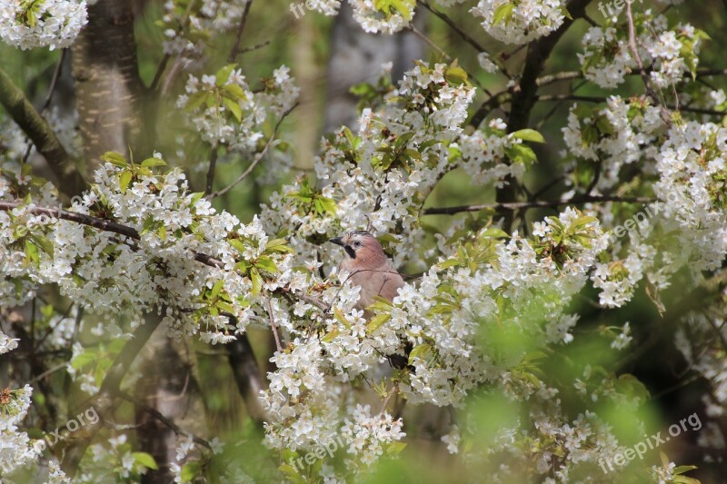 Jay Bird Spring Flowers Aesthetic