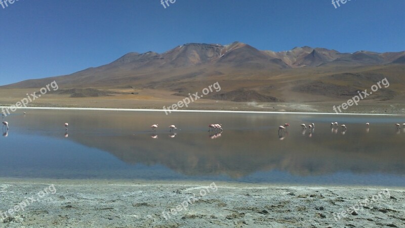 Desert Bolivia Flamingos Landscape Backpacker