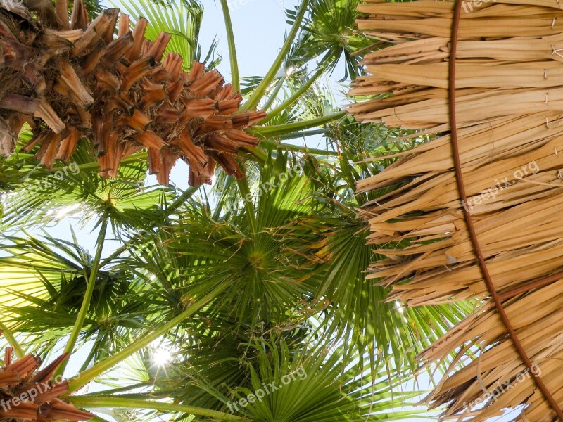 Palm Trees Palm Leaf Straw Screen Parasol Made Of Straw Exotic