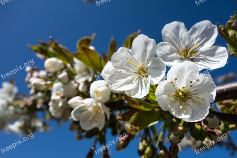 Cherry Blossom Flower Blossom Spring Cherry Blossoms