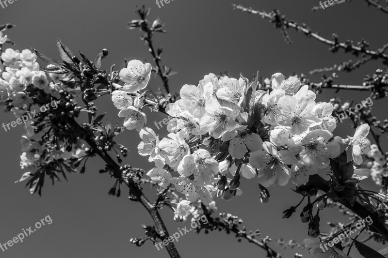 Cherry Blossom Flower Blossom Spring Cherry Blossoms