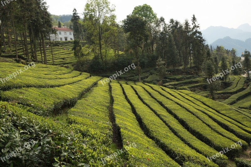 Tea Garden Wufeng Green Gang Ridge Free Photos