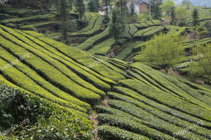 Tea Garden Wufeng Green Gang Ridge Free Photos