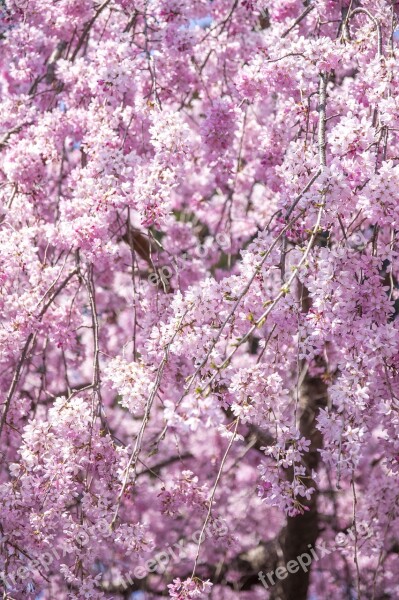 Weeping Cherry Tree Cherry Blossoms Flowers Spring Japan