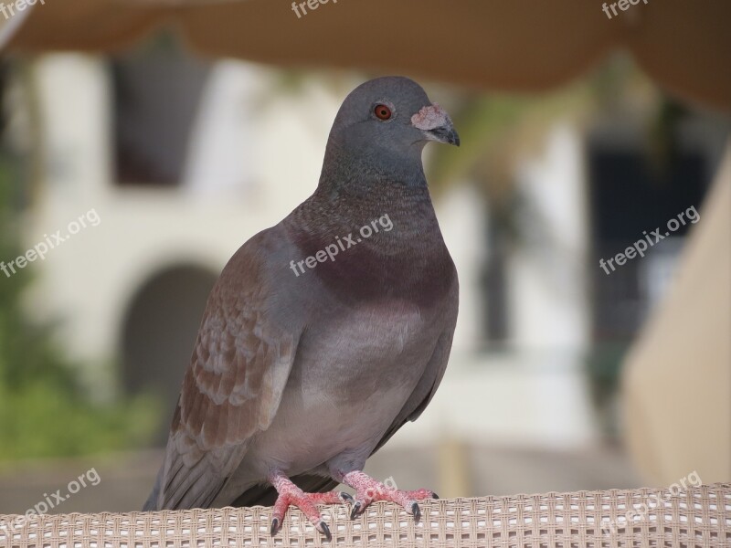 Domestic Pigeon Bird Gray Feathers Free Photos