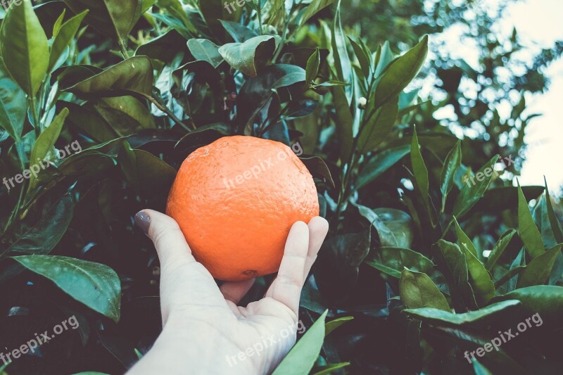 Orange Tree Hand Picking Leaves