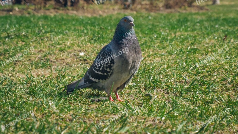 Dove Dove-colored Bird Rock Pigeon Birds