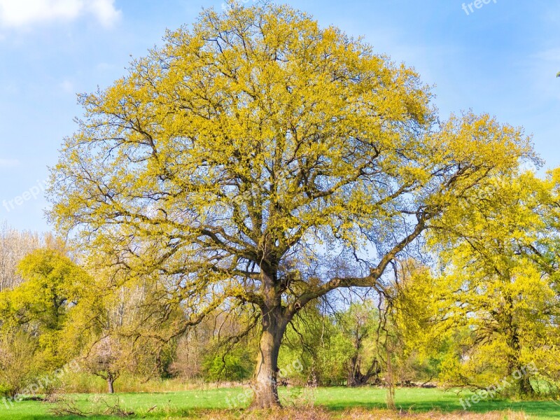 Tree Nature Old Tree Green Tree Landscape