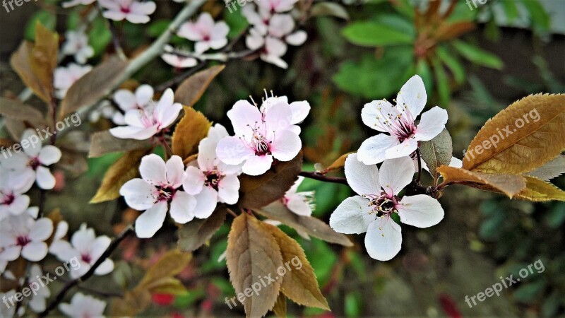 Blood Plum Flowers Plant Rotlaubige Cherry Plum Prunus