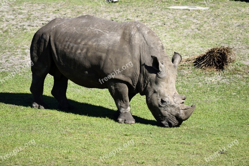 Rhino Wildlife Animal Reserve Animal Nature