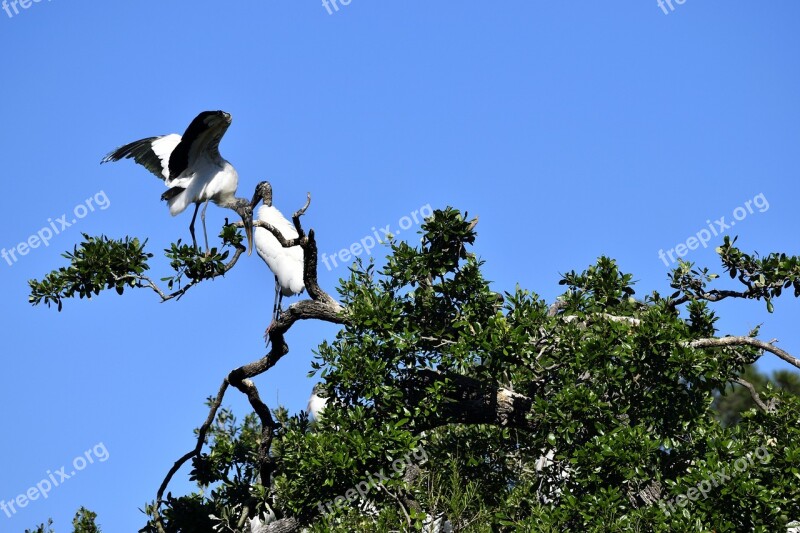 Wood Storks Wildlife Stork Bird Nature