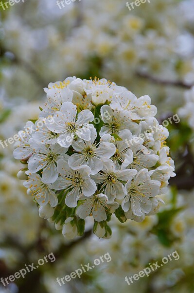 Spring Garden White Cherry Blossom Plant